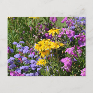 Postal Fotografía de un montón de hermosas flores de colo