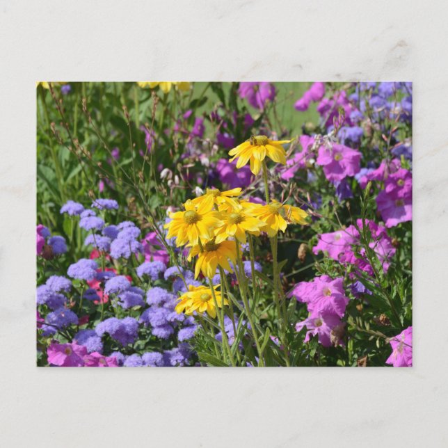 Postal Fotografía de un montón de hermosas flores de colo (Anverso)