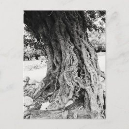 Postal Fotografía de un trozo de olivo antiguo en Grecia