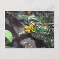 Fotografía de veneno Dart Frog