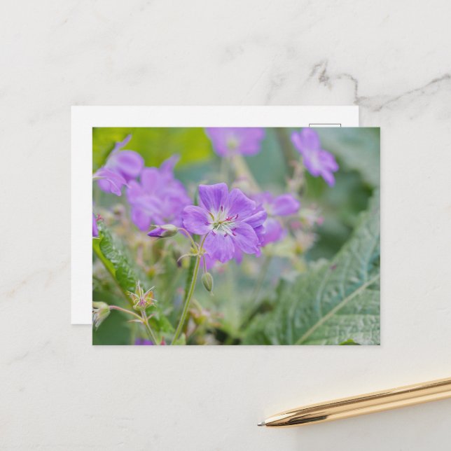 Postal Fotografía de verano de flores silvestres de geran (Anverso/Reverso In Situ)