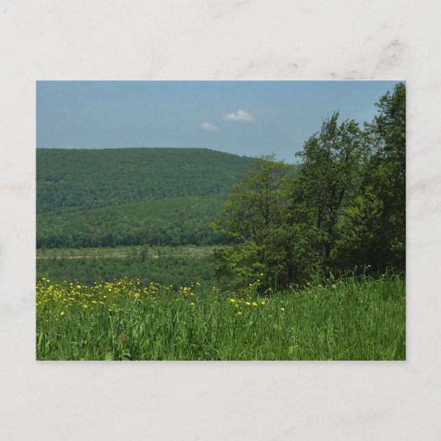 Postal Fotografía de verano de Laurel Highlands Pennsylva (Anverso)