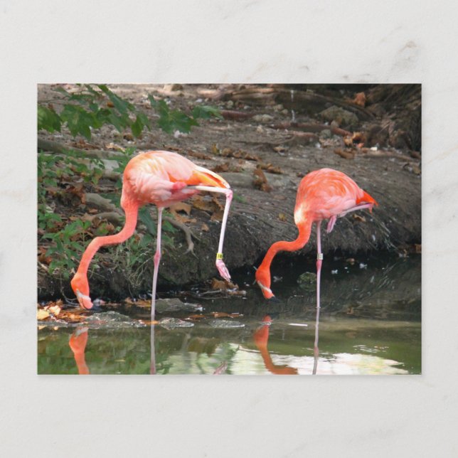 Postal Fotografía de vida salvaje de Par Flamingo Rosa (Anverso)