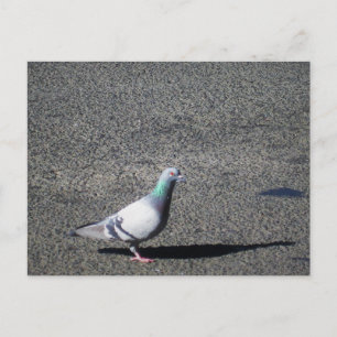 Postal Fotografía de Vida Silvestre Australiana de Sydney