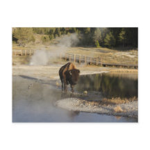 Fotografía de vida silvestre Bison Yellowstone