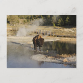 Postal Fotografía de vida silvestre Bison Yellowstone