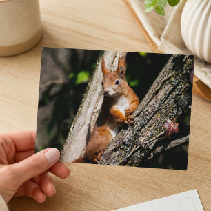 Postal Fotografía de Vida Silvestre de Ardilla Roja