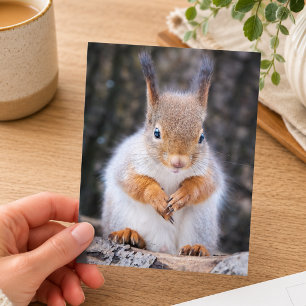 Postal Fotografía de vida silvestre de ardilla roja linda