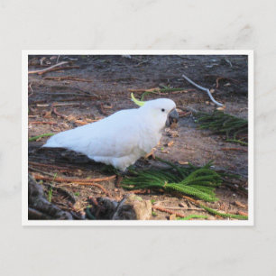 Postal Fotografía de Vida Silvestre de Cacatúa Crestada d