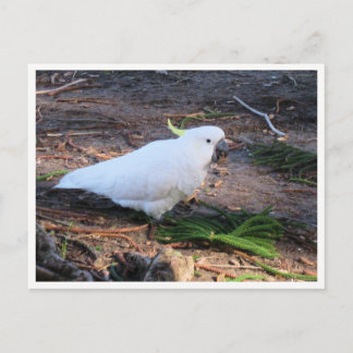 Postal Fotografía de Vida Silvestre de Cacatúa Crestada d