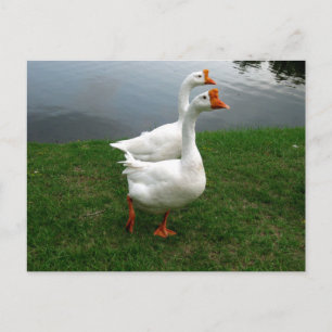 Postal Fotografía de Vida Silvestre de Gansos Blancos Ori