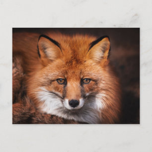 Postal Fotografía de vida silvestre de zorro rojo en bosq