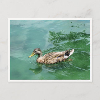 Postal Fotografía de Vida Silvestre Pato en Lago