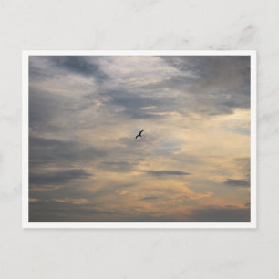 Postal Fotografía de Vida Silvestre Seagull