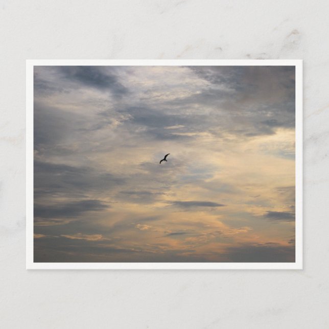 Postal Fotografía de Vida Silvestre Seagull (Anverso)