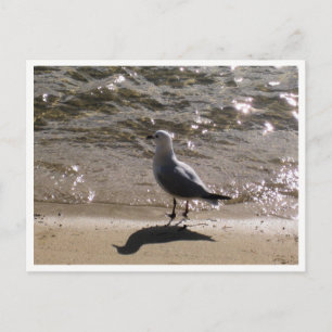 Postal Fotografía de Vida Silvestre Seagull