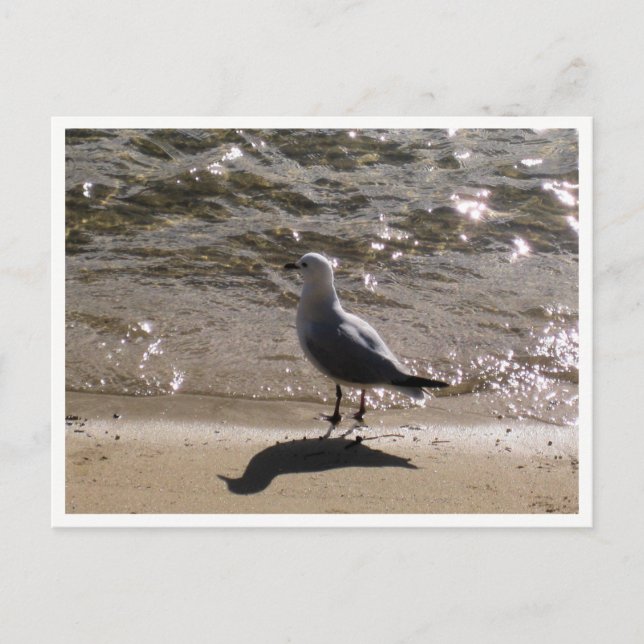 Postal Fotografía de Vida Silvestre Seagull (Anverso)