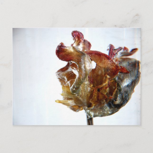 Postal Fotografía de Water Tulip 4 2013 (Anverso)