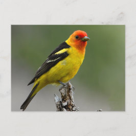 Postal Fotografía de Western Tanager