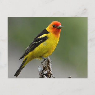 Postal Fotografía de Western Tanager