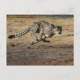 Postal Fotografía de Wildlife Cheetah