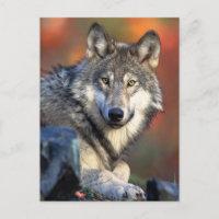 Fotografía de Wolf
