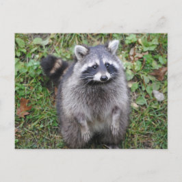 Postal Fotografía de Woodland Cute Raccoon