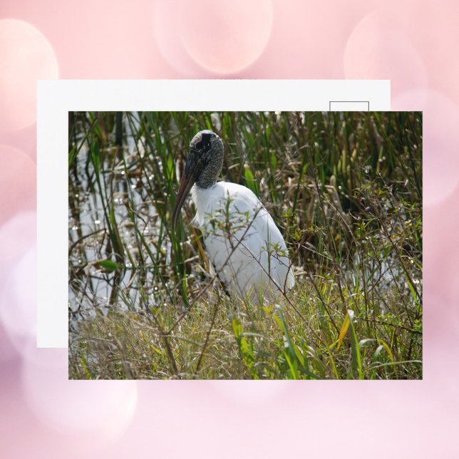 Postal Fotografía de Woodstork Florida Wetlands (A postcard with a photograph of a wood stork bird.)