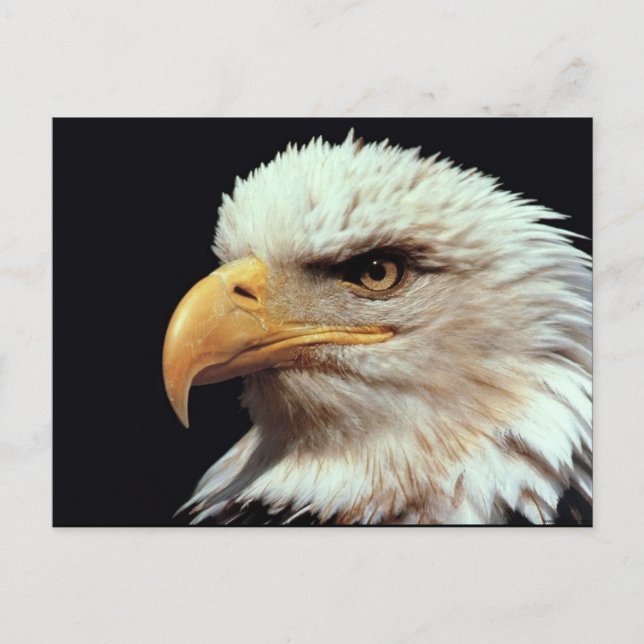 Postal Fotografía del águila calva (Anverso)