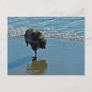 Postal Fotografía del Ballet Keeshond - Arte de Perro Ori