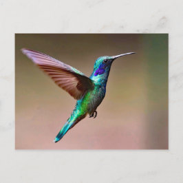 Postal Fotografía del colibrí verde de vida silvestre