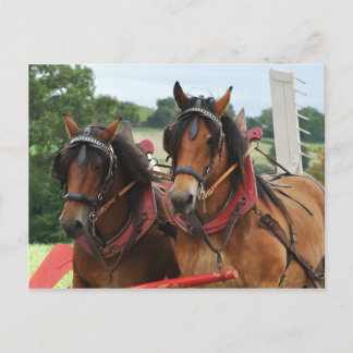 Postal Fotografía del equipo de caballos de Harvard