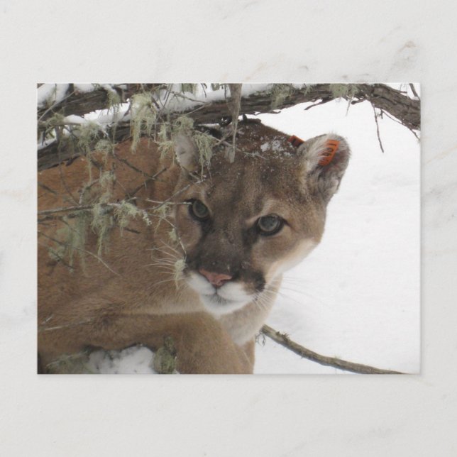 Postal Fotografía del invierno Snowy Cougar (Puma Concolo (Anverso)
