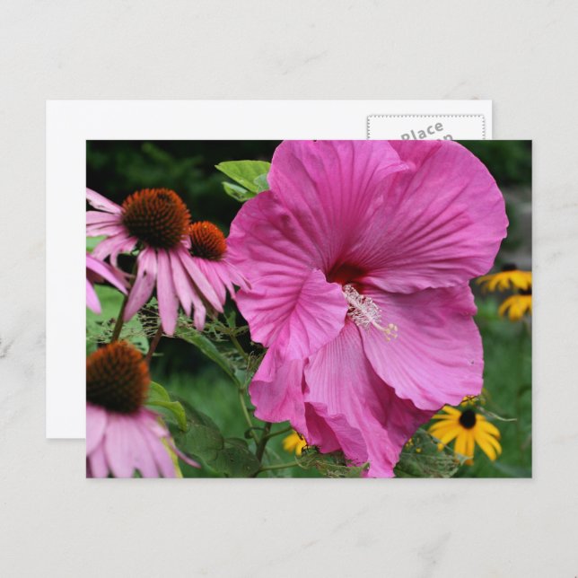 Postal Fotografía del Jardín de Flores Hibiscus y Amigos (Anverso / Reverso)