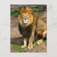 Fotografía del León Africano de Vida Silvestre