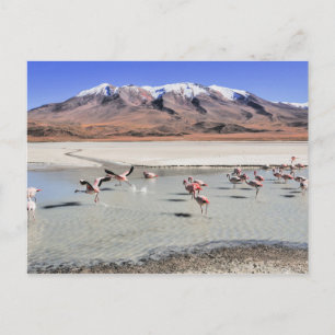 Postal fotografía del paisaje de Bolivia con flamencos