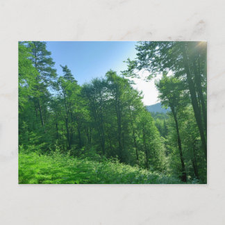 Postal Fotografía del paisaje de los bosques verdes