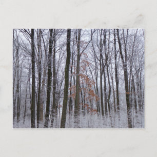 Postal Fotografía del paisaje invernal de la nieve desech