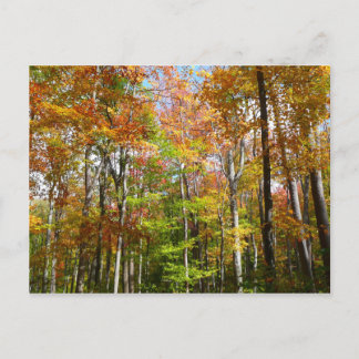 Postal Fotografía del paisaje otoñal del bosque otoñal II