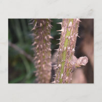Fotografía del Parque Natural Plant Stem Thorns