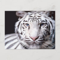 Fotografía del tigre blanco de Bengala