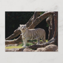 Fotografía del tigre blanco de la naturaleza benga