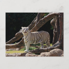 Postal Fotografía del tigre blanco de la naturaleza benga