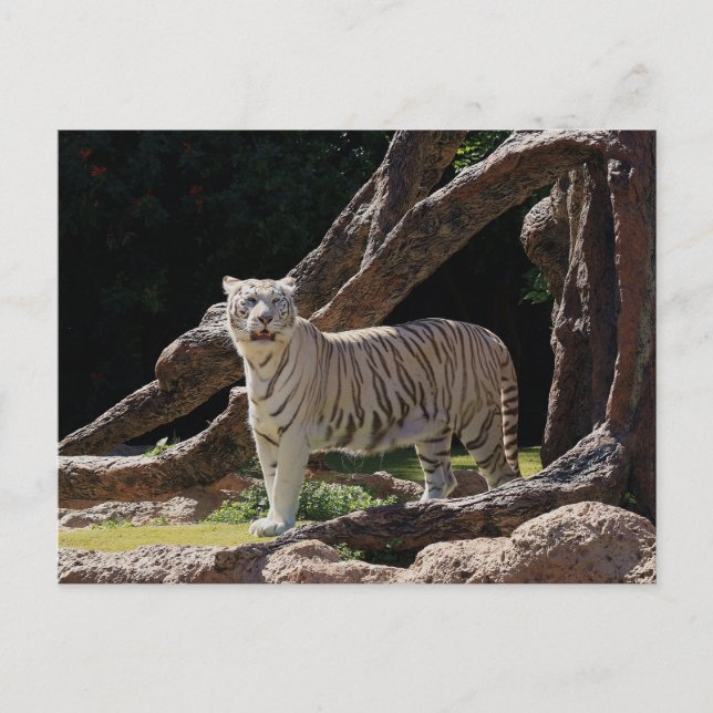 Postal Fotografía del tigre blanco de la naturaleza benga (Anverso)