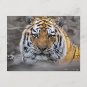 Postal Fotografía del tigre siberiano