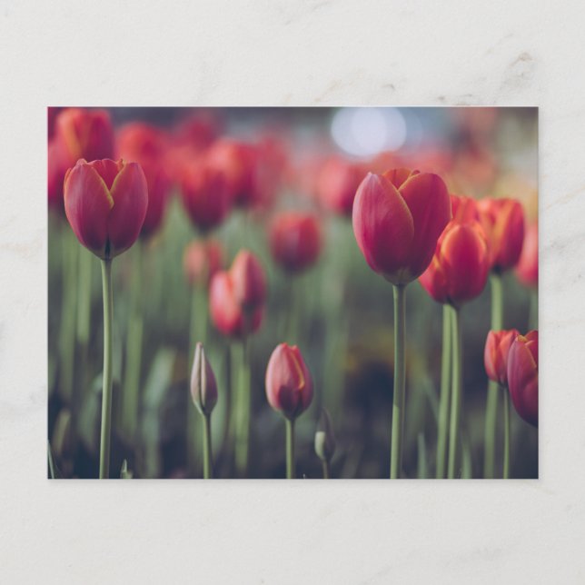 Postal Fotografía elegante de Tulipanes y Flores Florales (Anverso)