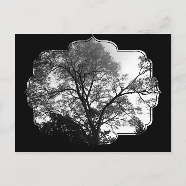 Postal Fotografía en árbol de Guay. (Anverso)