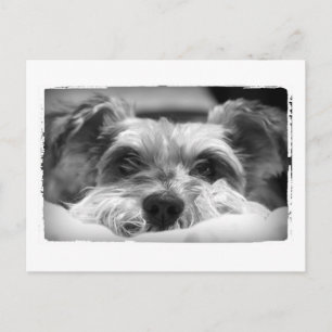 Postal Fotografía en blanco y negro de aza