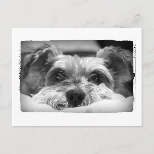 Postal Fotografía en blanco y negro de aza (Anverso)