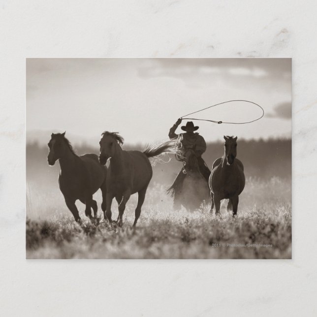 Postal Fotografía en blanco y negro de un Cowboy (Anverso)